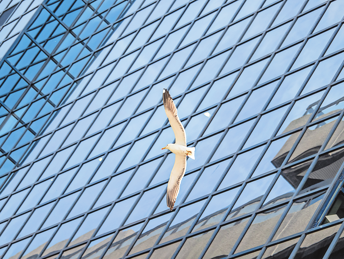 Vogelschlag vermeiden: Sichere Glasfassaden für Mensch und Tier