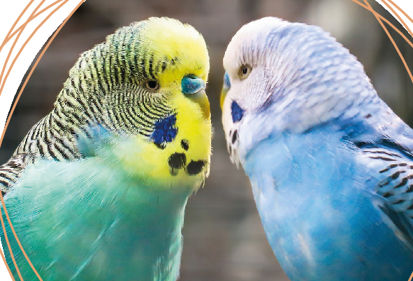 Natürlich verhüten im Vogelheim