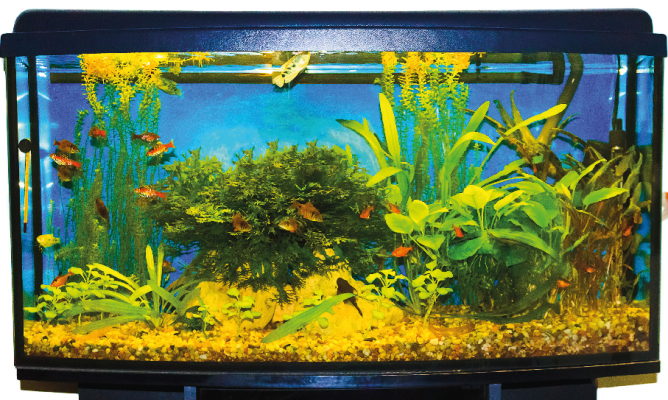 Aquariumfreude trotz hoher Energiekosten