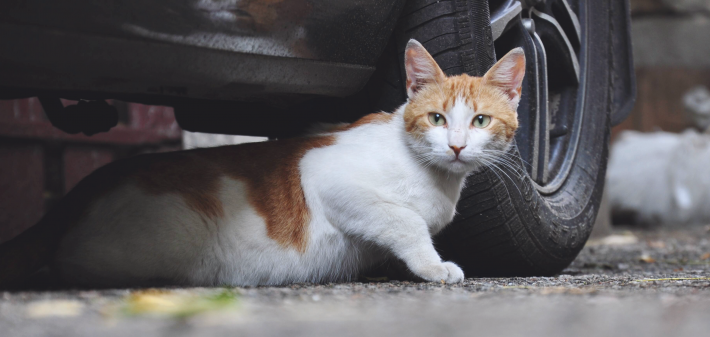 Katze angefahren: So handeln Autofahrer richtig