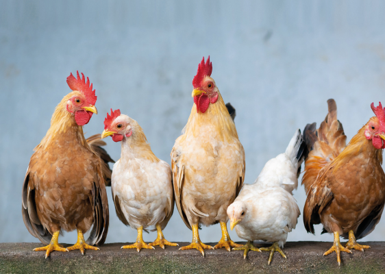 Im Trend: Hühnerhaltung im Garten