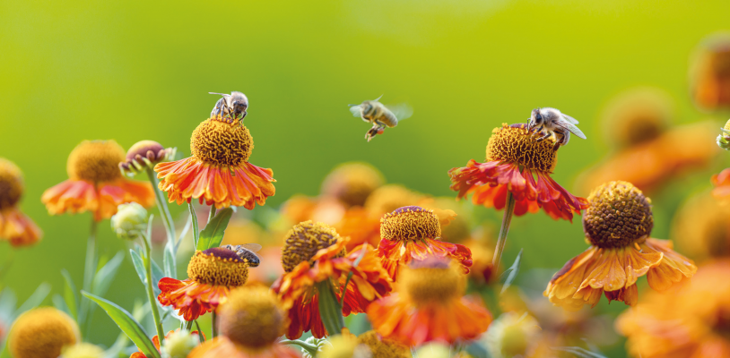 Blütenbuffet für Wildbienen