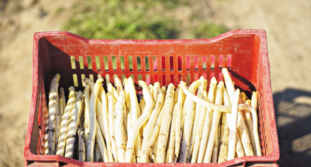 So erkennt man frischen Spargel