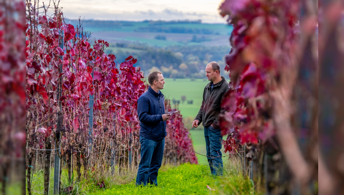 Wie der Wein dem Klimawandel trotzt: Forschungsprojekt des Landesweinguts Kloster Pforta