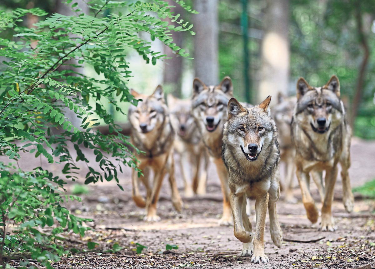 Wolfcenter Dörverden: Auf Tuchfühlung mit Meister Isegrim