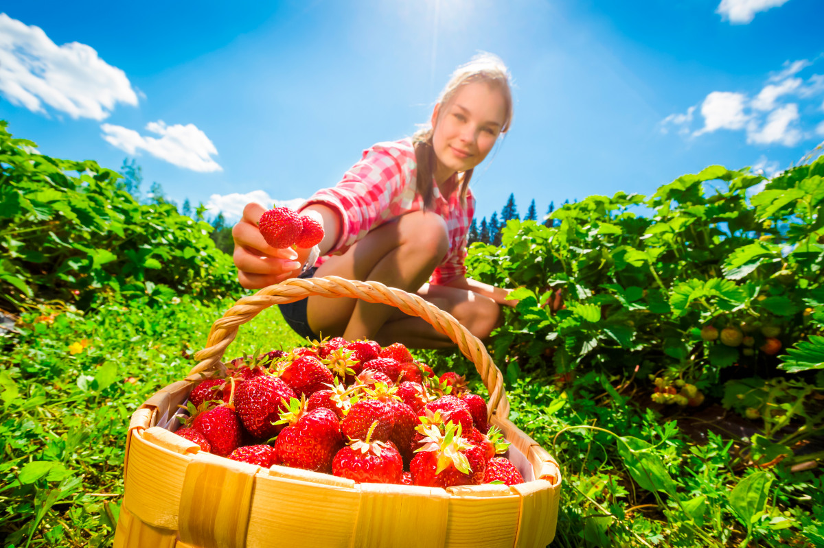 Schon mal Erdbeeren mit Weißbier gekostet?