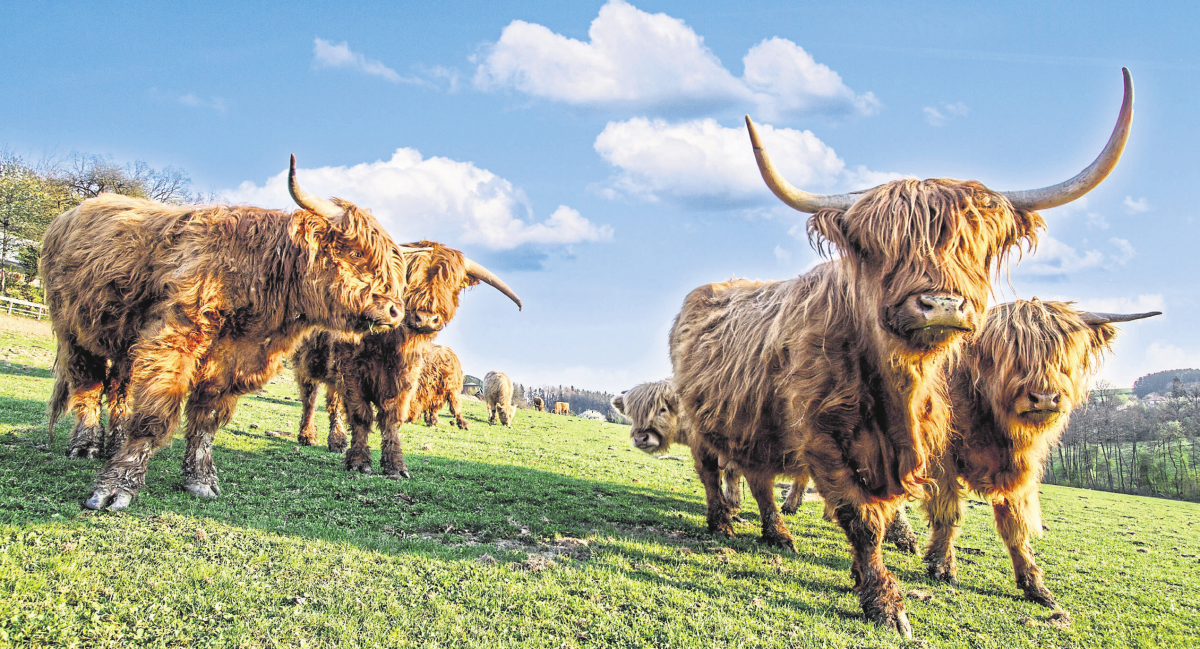 Rindvie(h)lfalt in Bayern