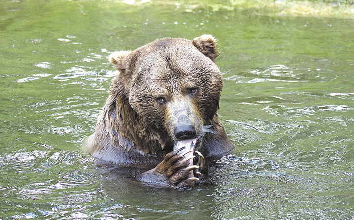 Echte Wildnis hautnah!