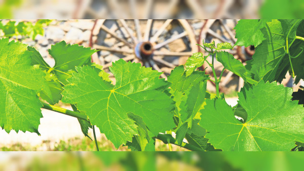 Weinbau im Wandel: Ein herausforderndes Jahr für die Wengerter