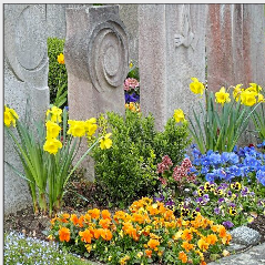 Der Frühling bringt Farbe auf den Friedhof. F.: Joujou, Pixelio