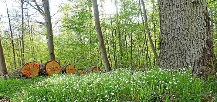 Den Umbau zu artenreichen Mischwäldern wollen zertifizierte Waldbesitzer vorantreiben. Foto: djd, PEFC Deutschland