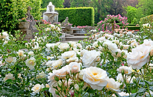 Schmucke Hoheit mit Dornen: Die Rose gilt als Königin der Blumen, doch mit der richtigen Pflege fühlt sie sich auch in bürgerlichen Gärten pudelwohl. Foto: djd, www.rosen-tantau.com