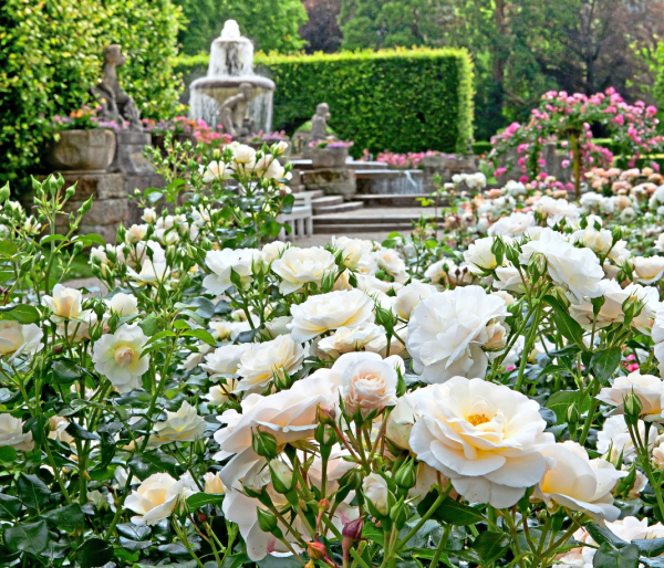 Schmucke Hoheit mit Dornen: Die Rose gilt als Königin der Blumen, doch mit der richtigen Pflege fühlt sie sich auch in bürgerlichen Gärten pudelwohl. Foto: djd, www.rosen-tantau.com