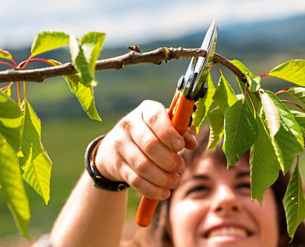 Mit einem Rückschnitt steigen die Chancen auf eine gute Ernte im nächsten Jahr. Foto: djd, Stihl