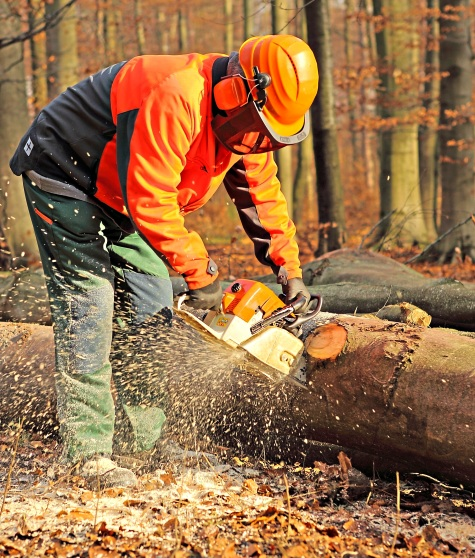 Sicherheit ist im Wald unerlässlich. F.: Adobe Stock