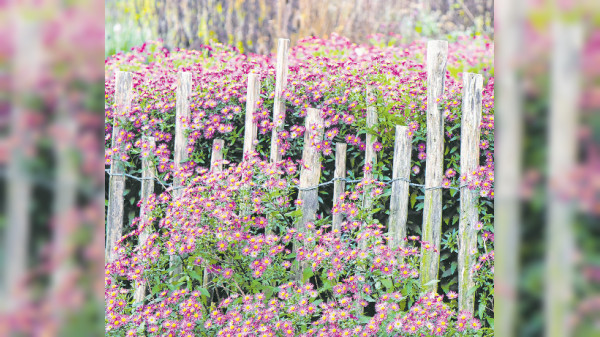 Die richtige Pflege für den Naturgarten