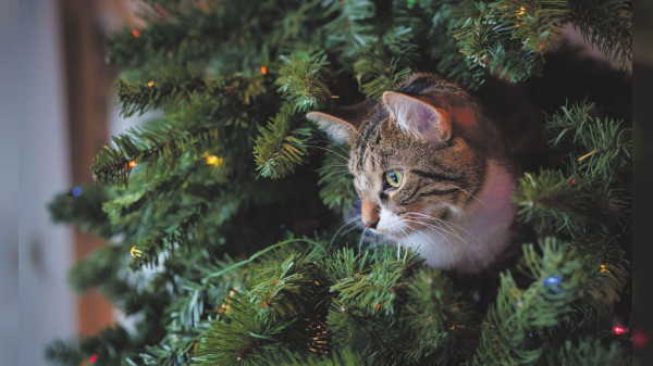 Lebende Weihnachtsgeschenke