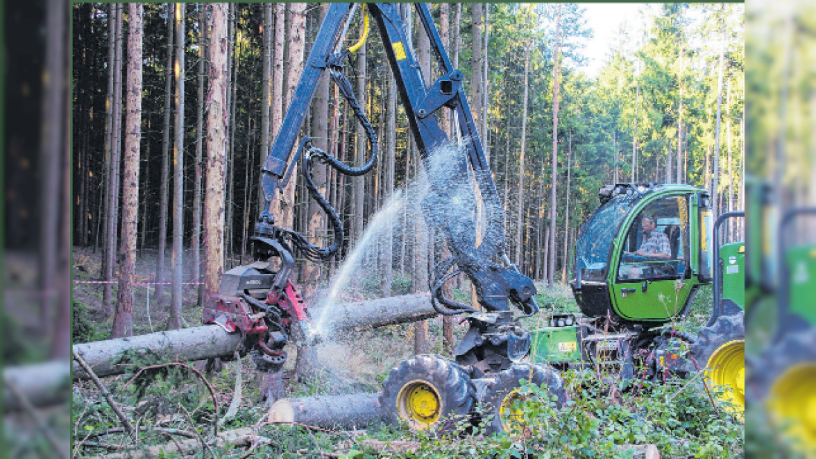 Mehr Mischwald und mehr Holzvorrat