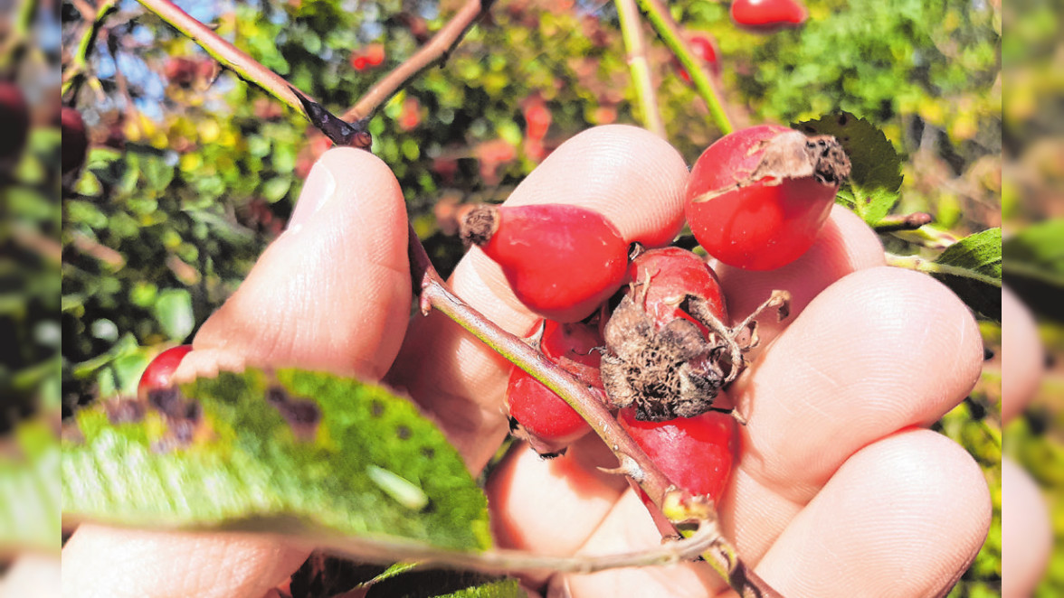 Die Herbstzeit genießen mit schönen Projekten im Freien