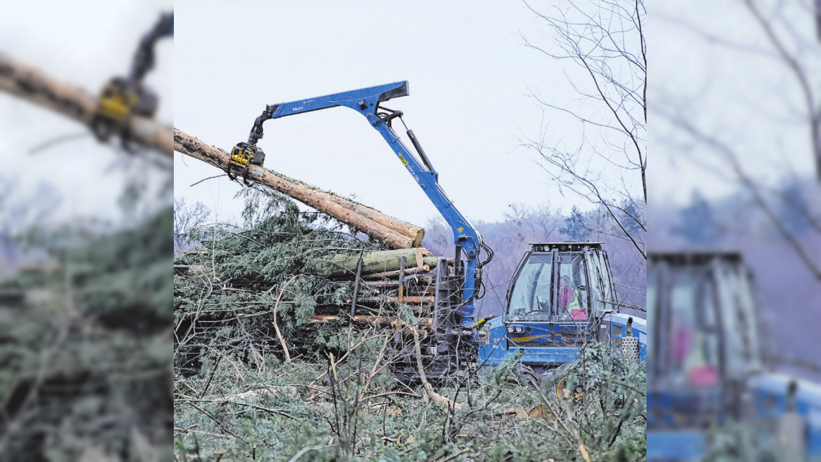 Der Waldboden: Grundlage der Arbeit