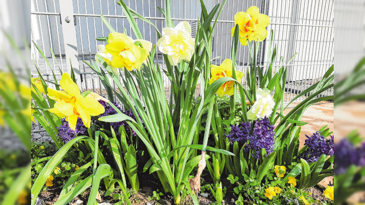 Neues Leben im Ziergarten