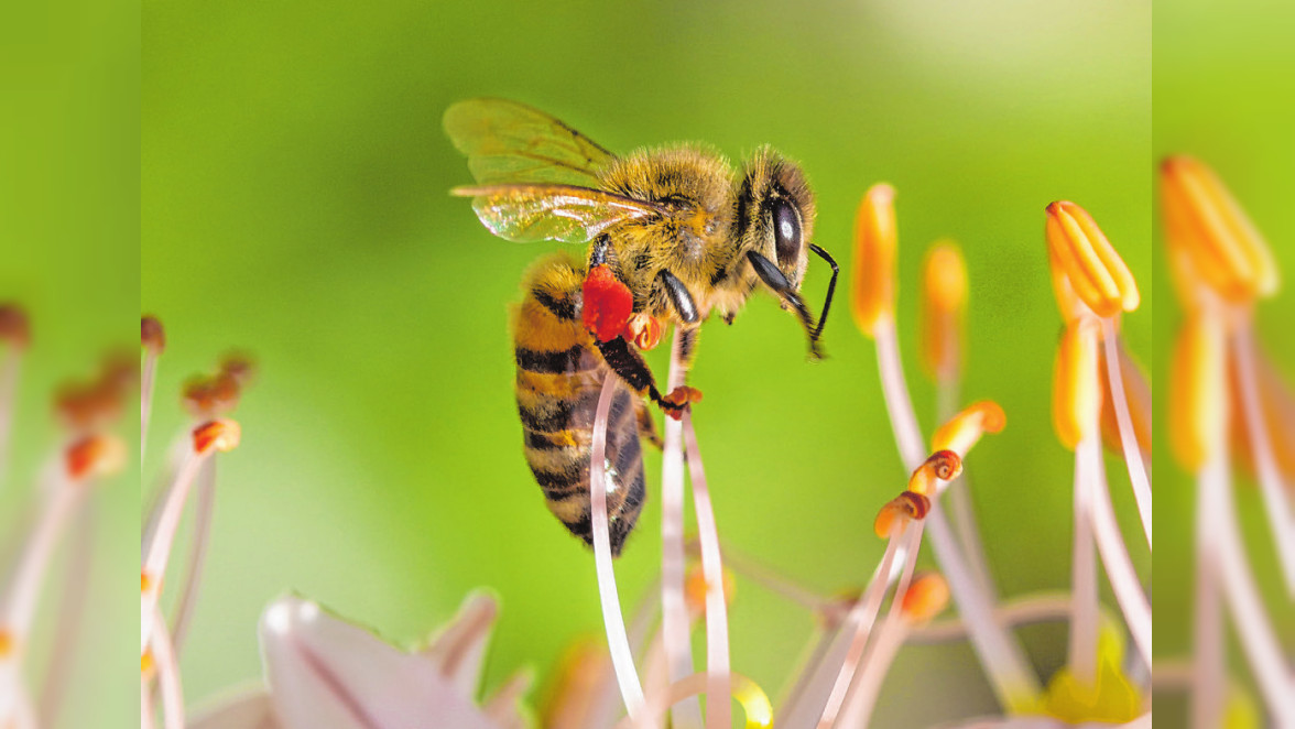 Ein Herz für die Bienen zeigen