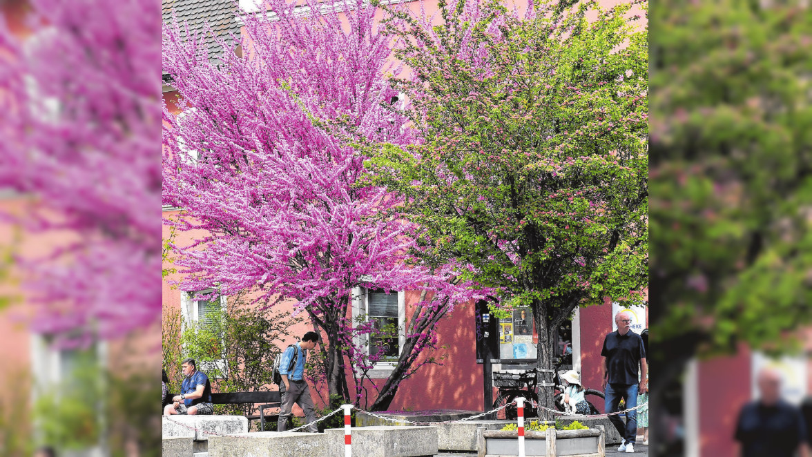 Neustadt lädt ein zum Frühlingsfest