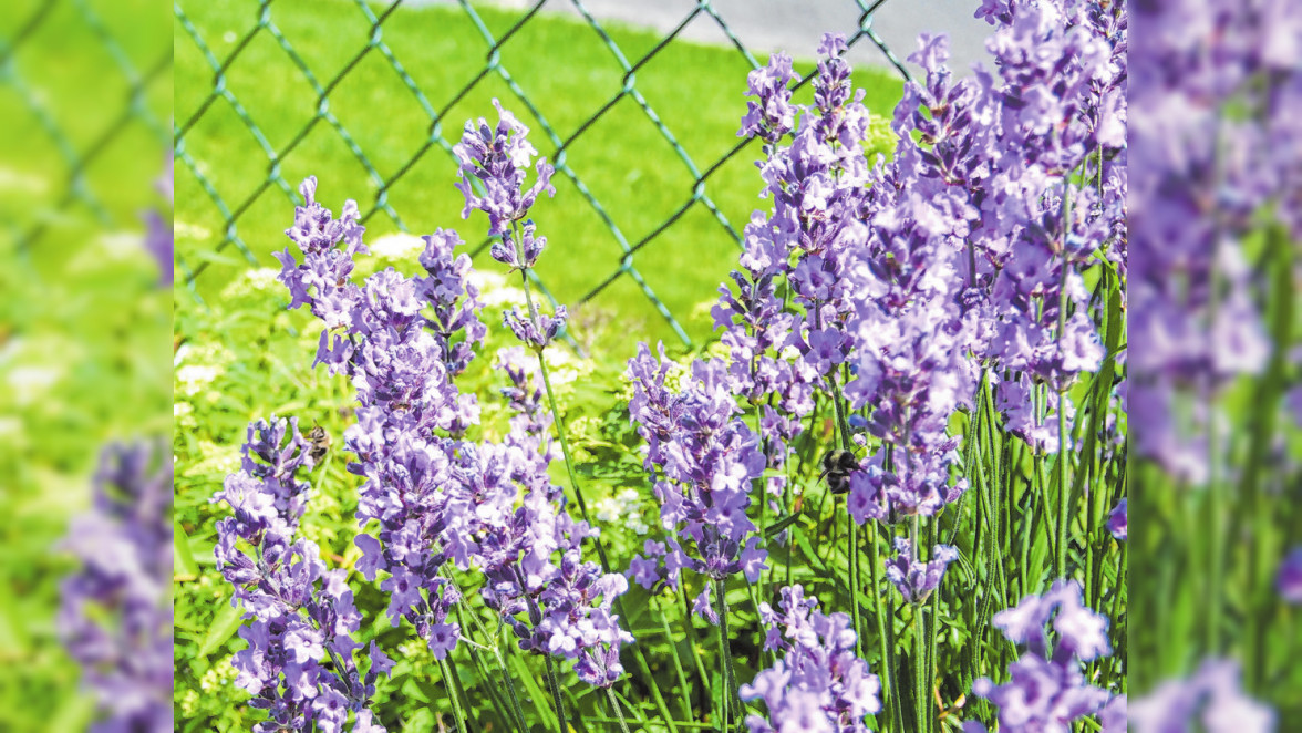 Lavendel liebt die Sonne