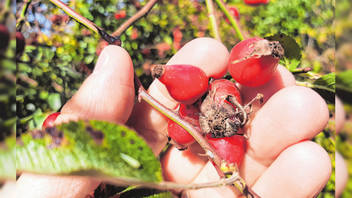 Die Herbstzeit genießen mit vielen neuen Projekten