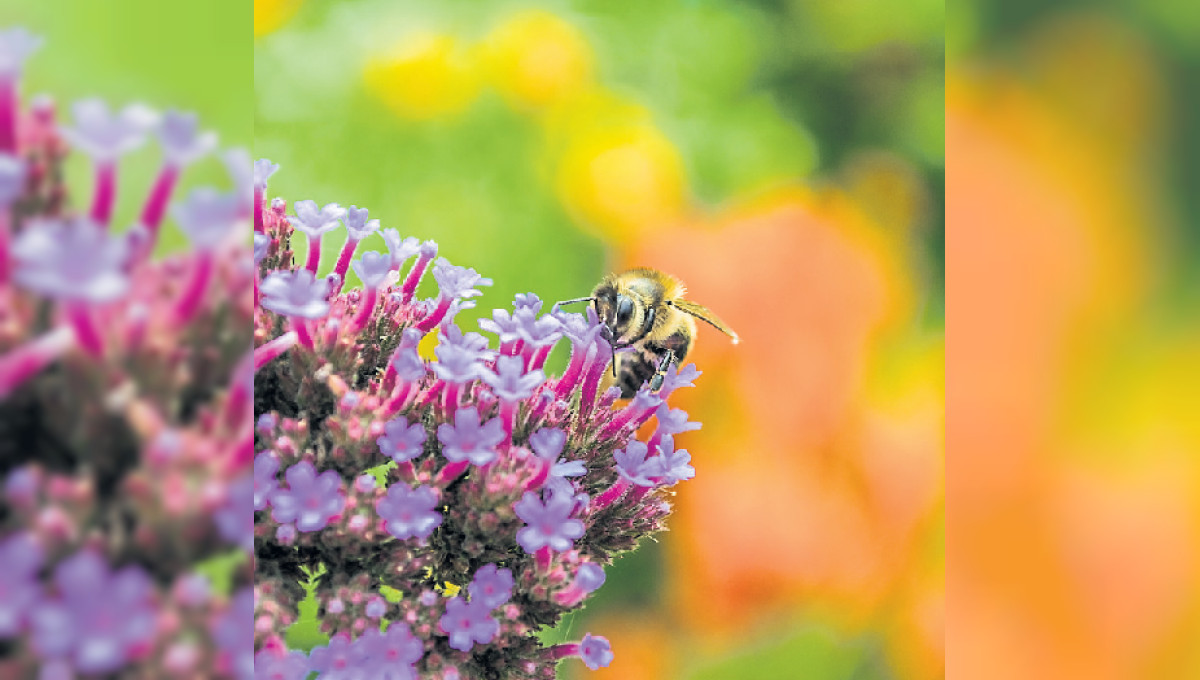 Biodiversität ist Trumpf