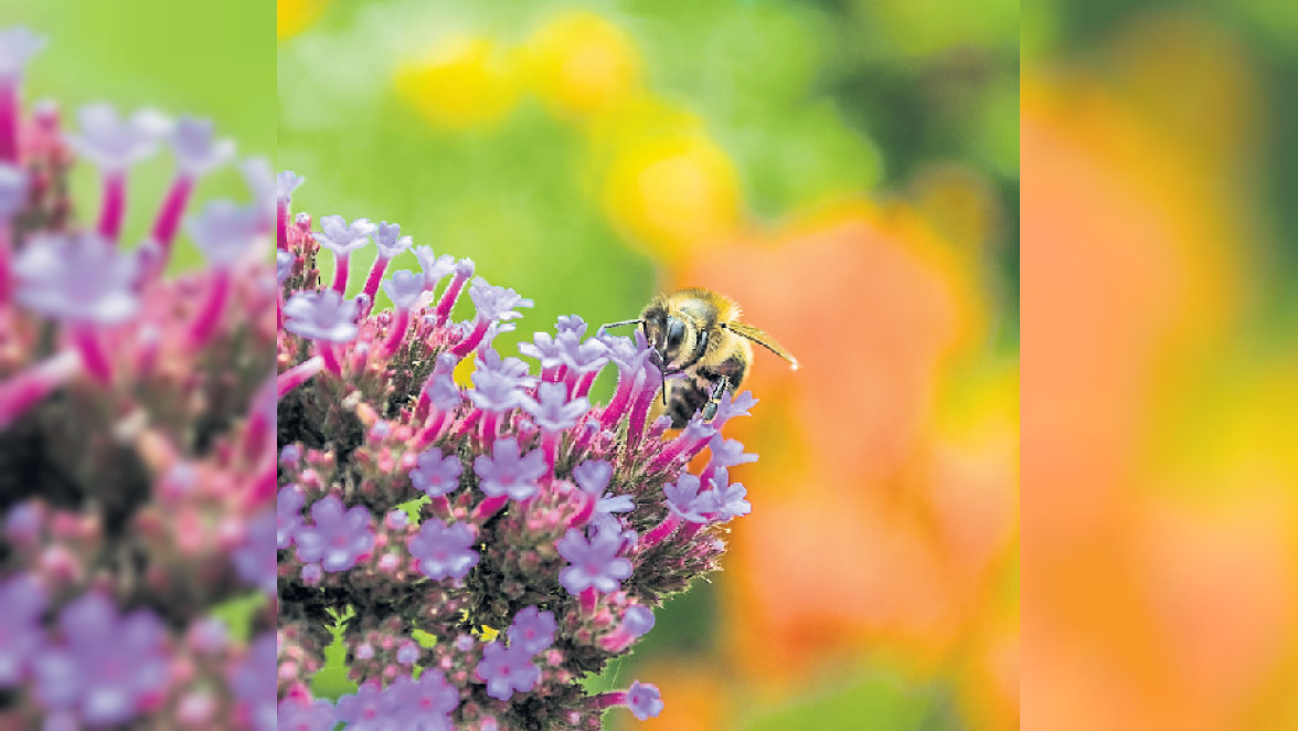 Biodiversität ist Trumpf