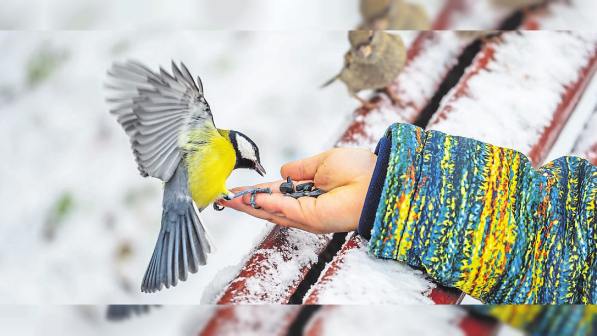 Am Vogelhaus ist was los