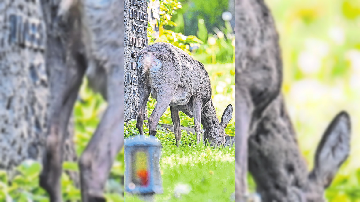 Jagd auf dem Friedhof