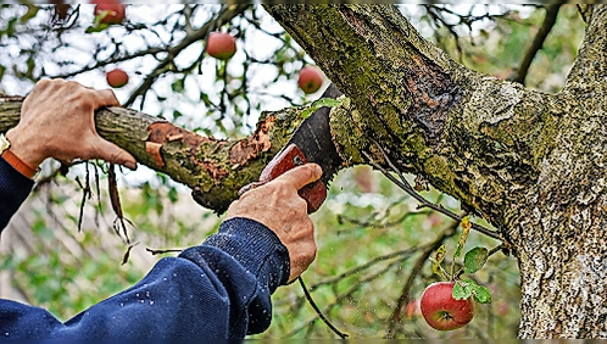 Baum- und Gehölzpflege