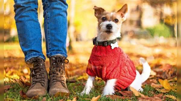 So kommt der Vierbeiner gut durch den Herbst