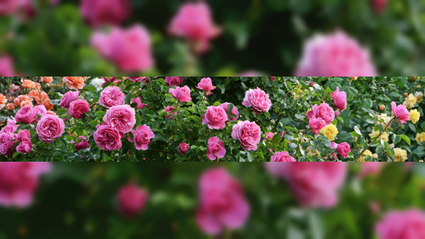 Festival der Blüten, Farben und Düfte