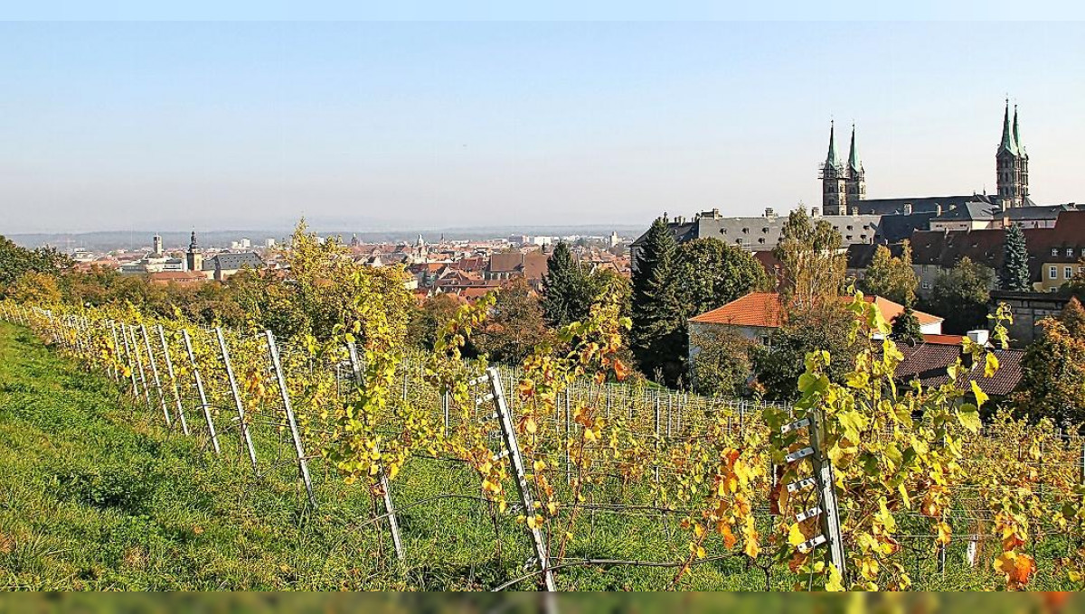 Ein Weinberg unterm Himmelsgarten