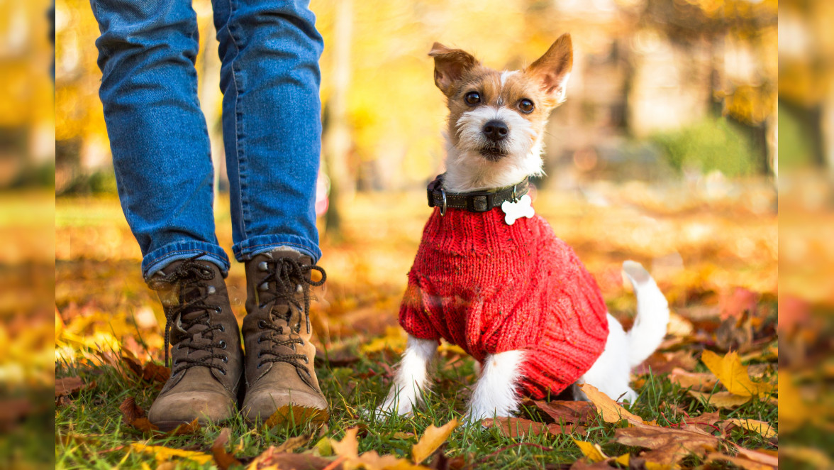 So kommt der Vierbeiner gut durch den Herbst