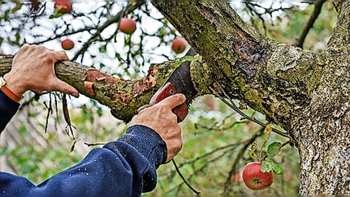 Baum- und Gehölzpflege