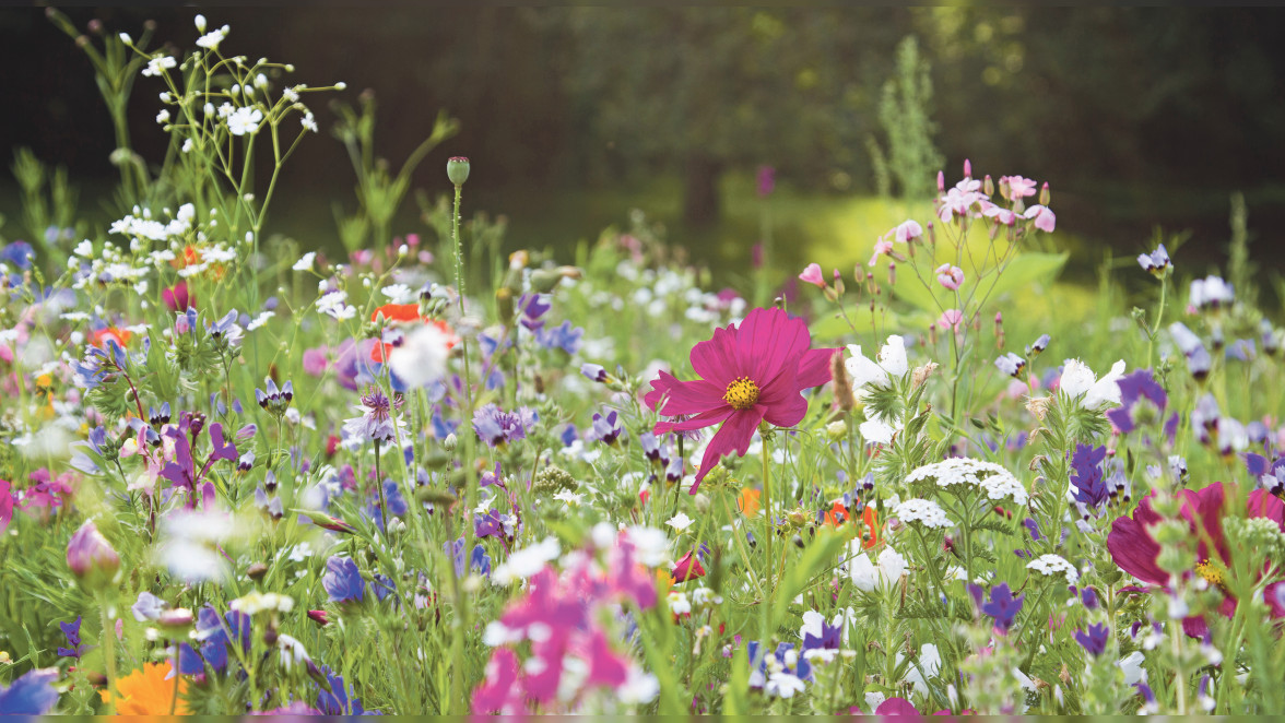 Den Garten NACHHALTIG GESTALTEN