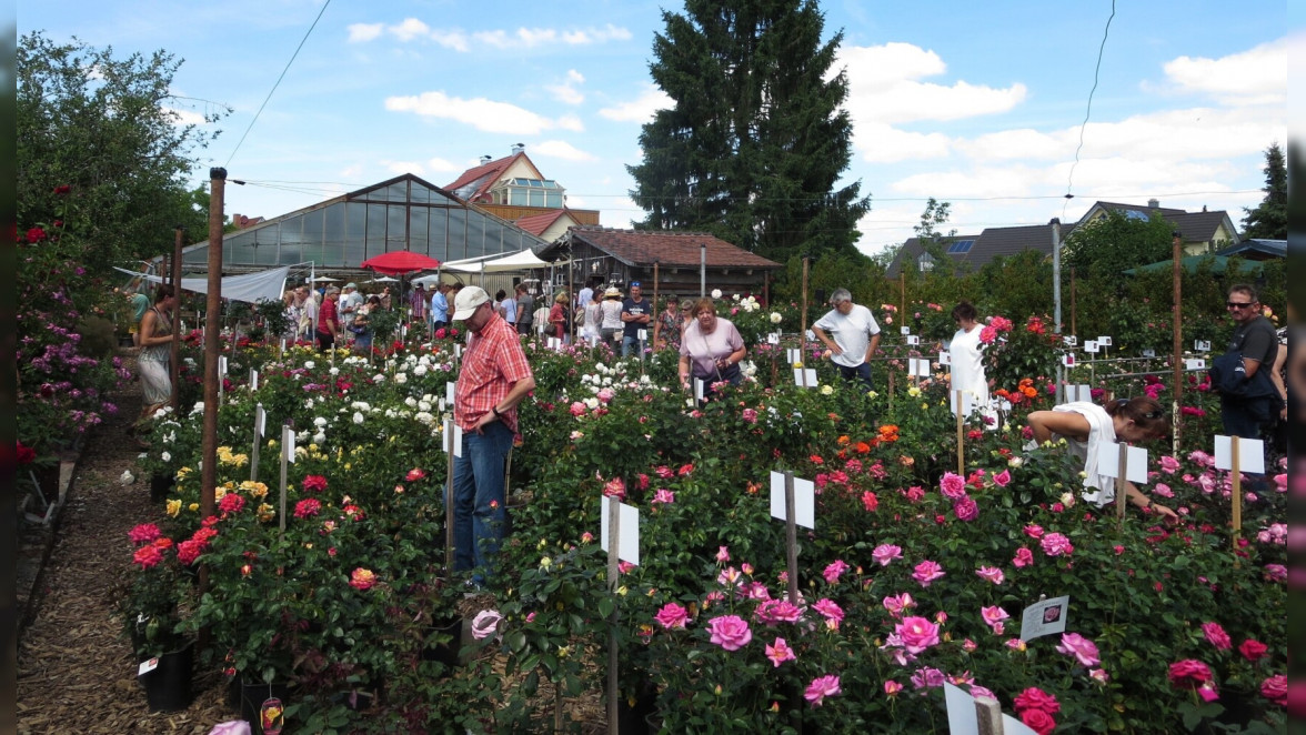 Gärtnerei Reichert in Pettstadt: Rosige Tage