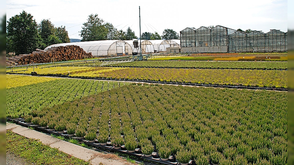 Gärtnerei Degen: Farbenfroher Herbstzauber in Neuenmarkt