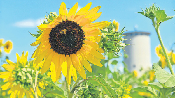 Goldgelb-Festival bei Krummhardt: Partystimmung zwischen Sonnenblumen