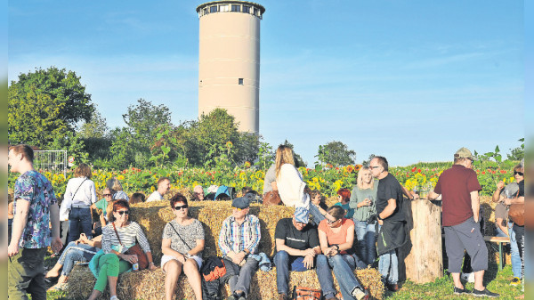 Goldgelb-Festival in Krummhardt: Der Schurwald tanzt inmitten gelber Blumen