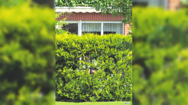 Hecken: Tipps für den eigenen Garten