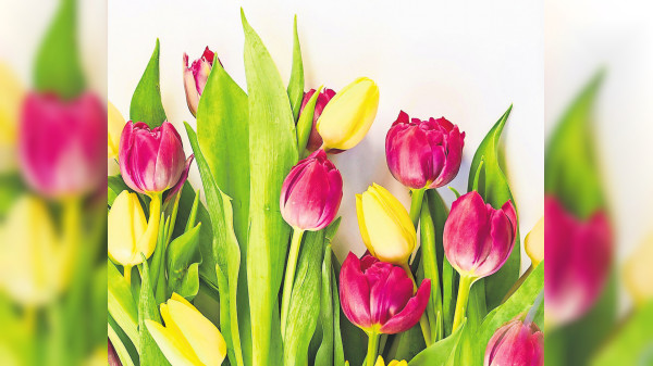 Diese beliebten Frühblüher sind giftig