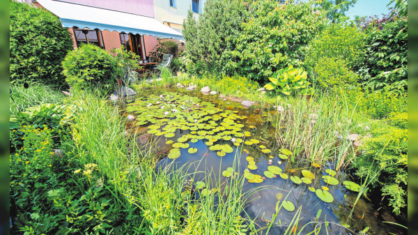 5 Tipps für den idealen Gartenteich
