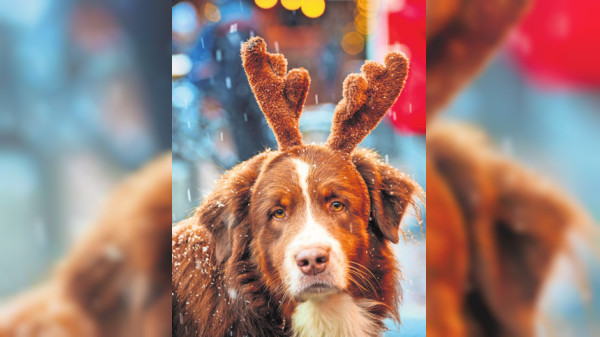 Kann der Hund mit auf den Weihnachtsmarkt?