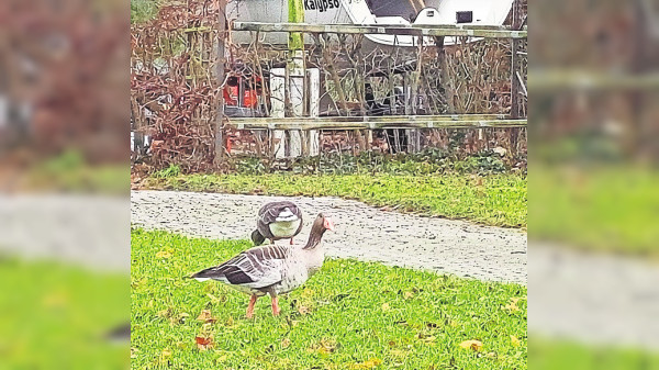 Pilotprojekt Wildgänsemanagement, Stuttgarter: Das Ende der Schonzeit für die Nilgans