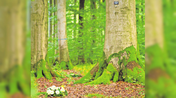 Vom Familiengrab zum Bestattungswald: Der stille Umbruch auf dem Friedhof